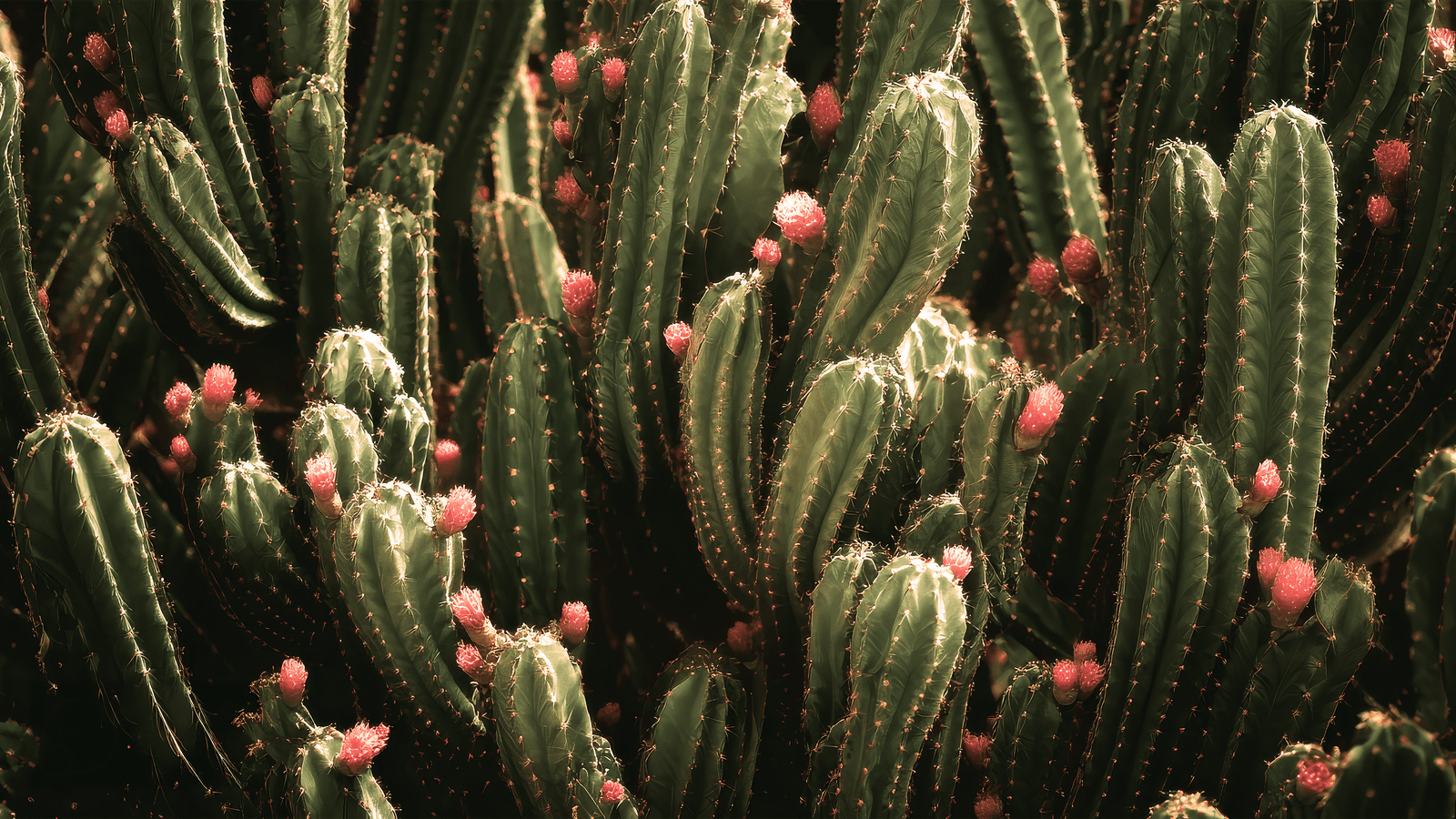Mirage - image 3